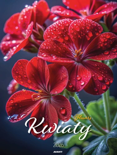 Avanti 2026 KSM-6 Kwiaty_Page_01.jpg