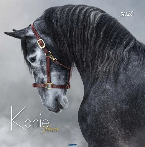 AVANTI 2026 KD-22 Konie_Page_01.jpg