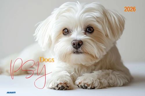 AVANTI KA-2 Psy 2026_Page_01.jpg