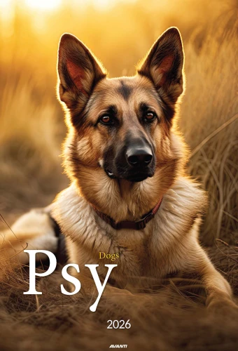 AVANTI A3-14 Psy 2026_Page_01.jpg